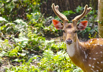 Chitwan Jungle Safari